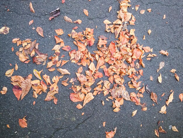 Photo high angle view of fallen dry leaves on street during autumn