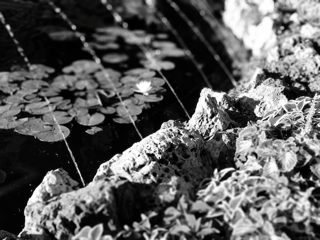 Photo high angle view of fallen leaves on land