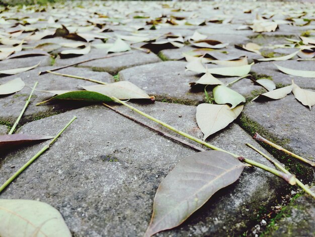 high angle view of fallen maple leaves