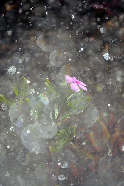 High angle view of falling rain on pink periwinkle