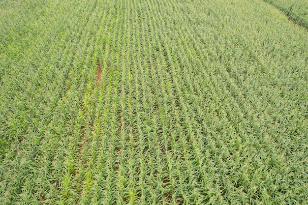 High angle view of farm grow plants nice landscape