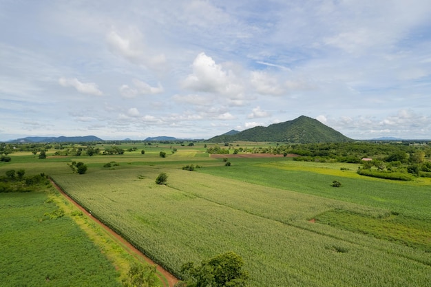 High angle view of farm grow plants nice landscape