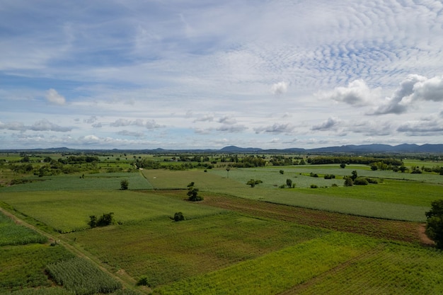 High angle view of farm grow plants nice landscape