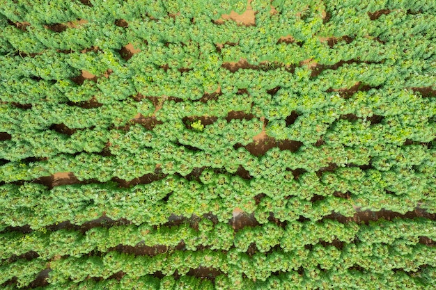 High angle view of farm grow plants nice landscape