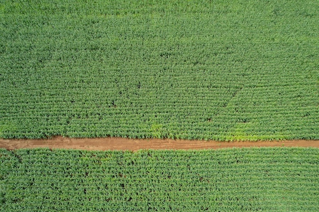 High angle view of farm grow plants nice landscape