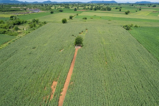 High angle view of farm grow plants nice landscape