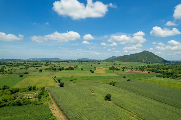 High angle view of farm grow plants nice landscape