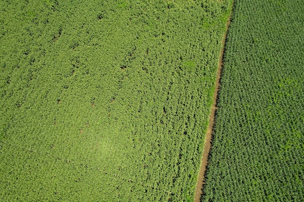 High angle view of farm grow plants nice landscape