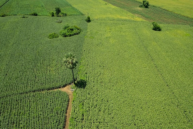 La vista dall'alto dell'azienda agricola coltiva il bel paesaggio delle piante