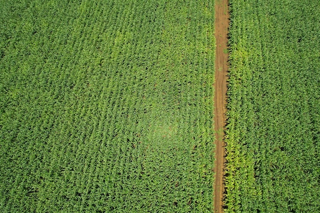 High angle view of farm grow plants nice landscape