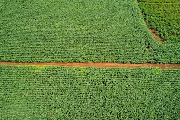 High angle view of farm grow plants nice landscape