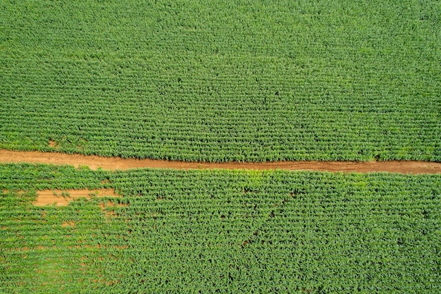 High angle view of farm grow plants nice landscape