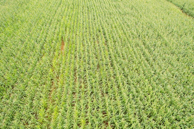 High angle view of farm grow plants nice landscape