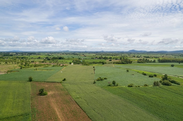 High angle view of farm grow plants nice landscape