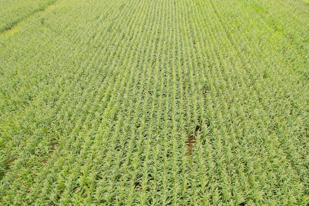 High angle view of farm grow plants nice landscape