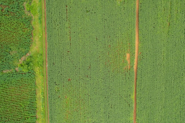 High angle view of farm grow plants nice landscape