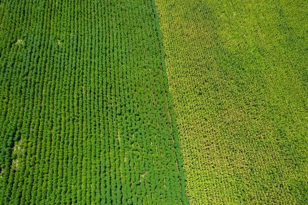 High angle view of farm grow plants nice landscape