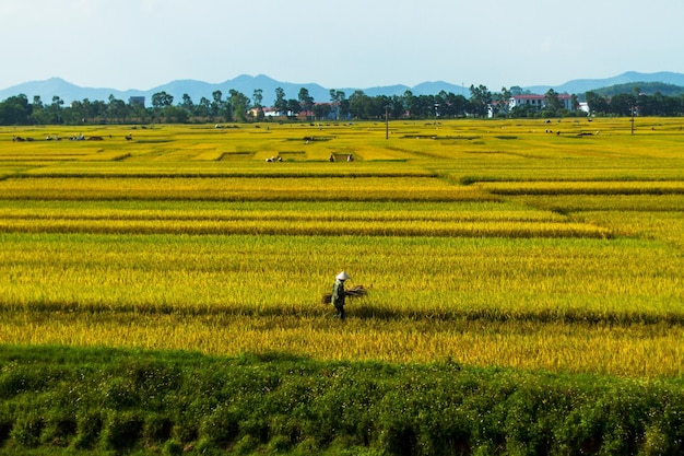 High angle view of farmer working on agricultural field