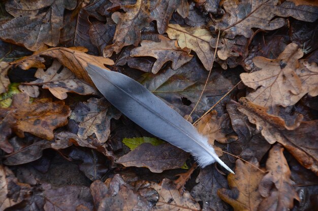 Photo high angle view of feather on dry leaves