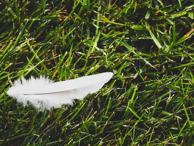 Photo high angle view of feather on field