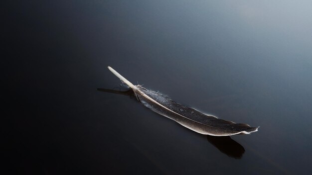 Photo high angle view of feather on wet field