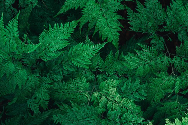 Photo high angle view of fern amidst trees in forest