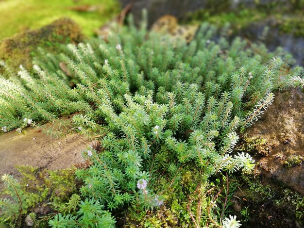 Photo high angle view of fern on field