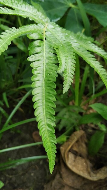 Photo high angle view of fern leaves on field