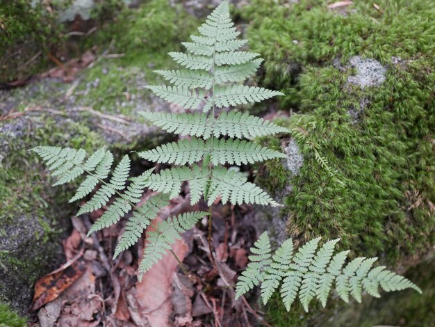 Photo high angle view of fern leaves in forest