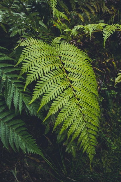 High angle view of fern leaves on tree