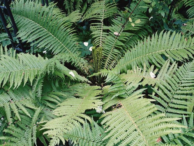 High angle view of fern leaves on tree