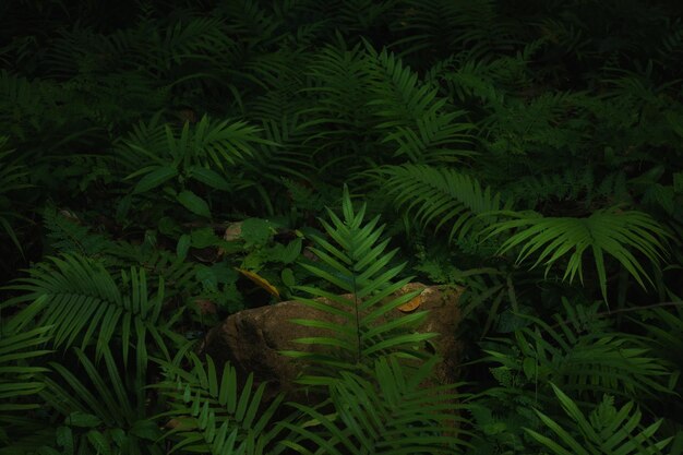 Photo high angle view of fern leaves