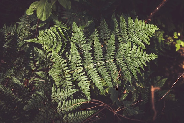 Photo high angle view of fern leaves