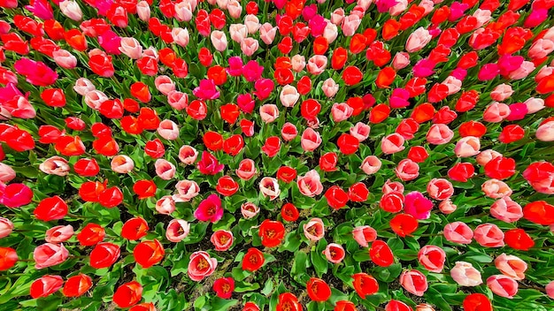 High angle view of a field of red tulips