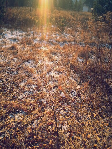 Photo high angle view of field