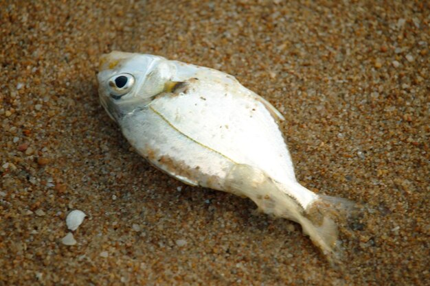 High angle view of fish on beach