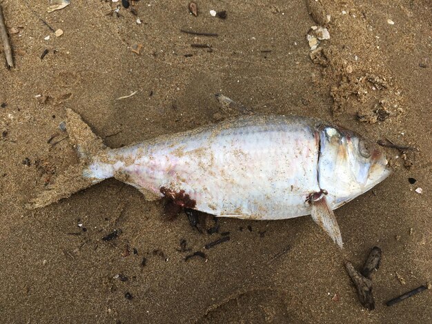 Photo high angle view of fish on beach