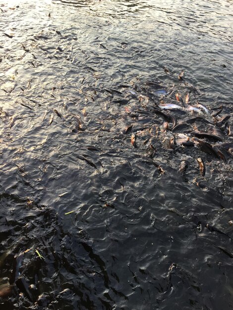 High angle view of fish in canal