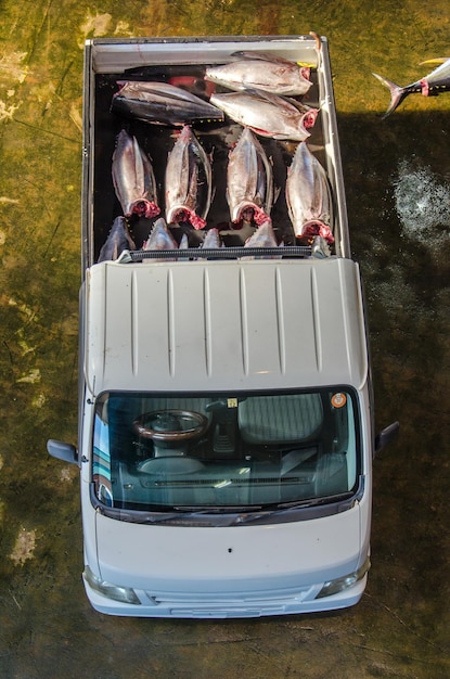 High angle view of fish in container