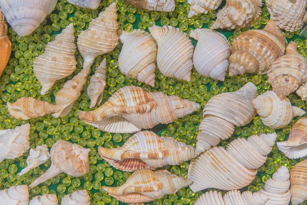 Photo high angle view of fish in container