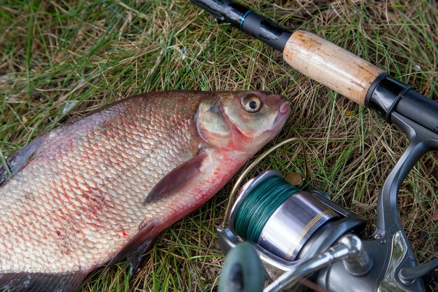 フィールドの魚の高角度の視点