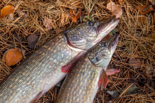 High angle view of fish on field