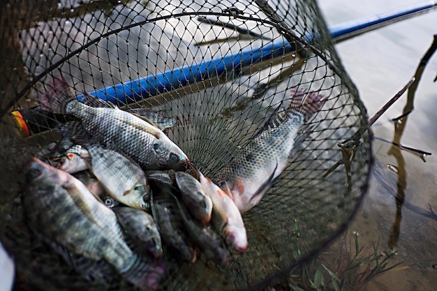 Высокоугольный вид рыболовства на рынке
