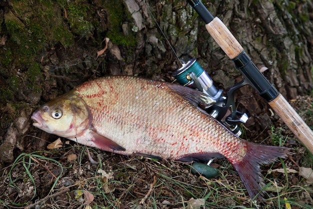 陸上の魚の高角度の視点