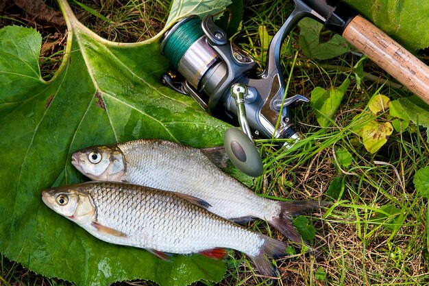 Photo high angle view of fish on leaves