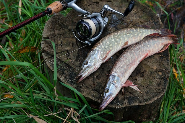 High angle view of fish on plant