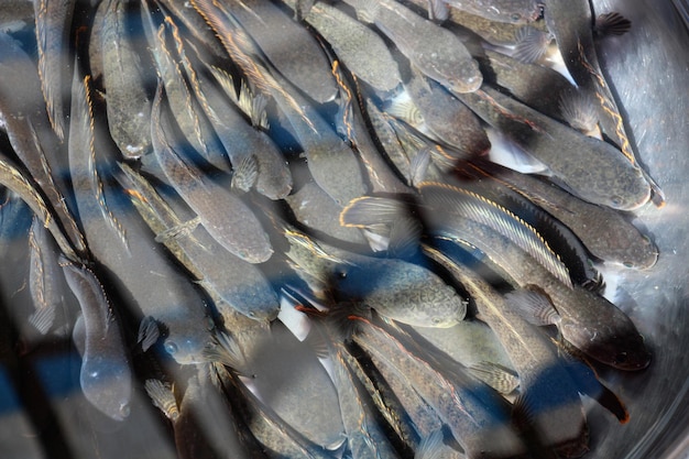 High angle view of fish for sale