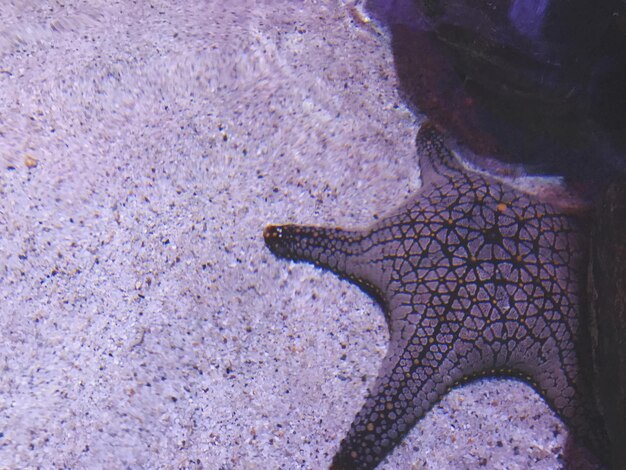 High angle view of fish in sea