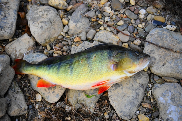 海中の魚の高角度の視点