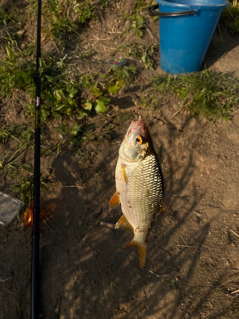 Photo high angle view of fish in shallow water